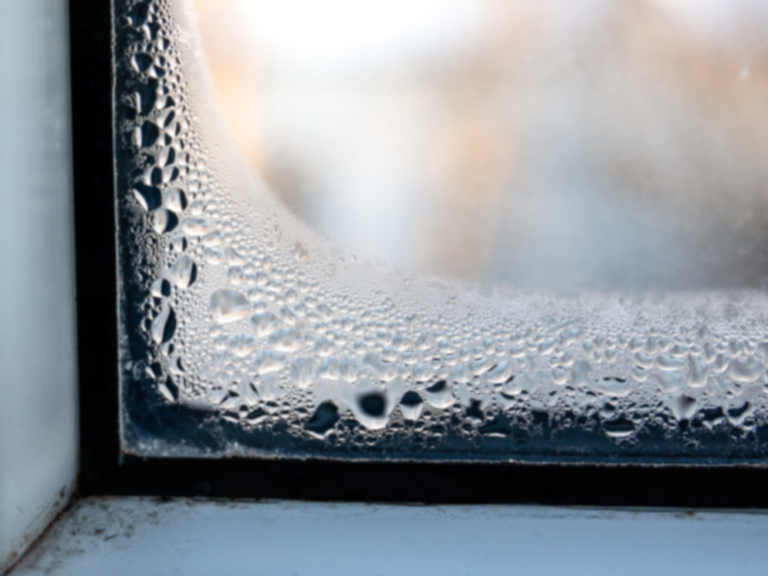 mold mildew image window